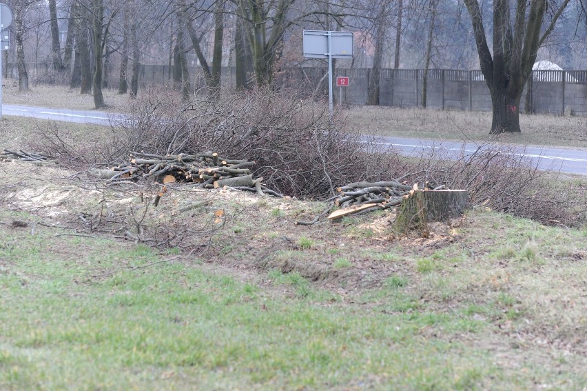 Wycinka drzew na Kąkolewskiej