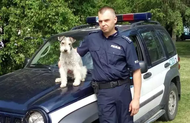 Mierzy niecałe 50 centymetrów, waży około dziewięciu kilogramów i doskonale zna się na narkotykach. Odsłużył w policji 11 lat i właśnie odszedł na zasłużoną emeryturę. Mowa o Łatku, czyli czworonożnym funcjonariuszu z Bydgoszczy rasy foksterier.

Z początkiem maja psiak zamieszka z rodziną swojego przewodnika. - Asp. szt. Krzysztof Furmaniuk w policji pracuje od 19 lat, a od 15 jako przewodnik psa służbowego - mówi podkom. Lidia Kowalska z zespołu prasowego KWP w Bydgoszczy. - Łatek jest trzecim psem, z którym pełnił służbę. Policjant, gdy został przewodnikiem miał świadomość, że czas służby policyjnego psa jest dużo krótszy niż człowieka. Liczył się z tym, że kiedyś pies będzie musiał przejść na emeryturę. Widział, że kiedy ta chwila nadejdzie Łatek stanie się członkiem jego rodziny. Nie wyobrażał sobie, żeby nie zabrać Łatka do swojego domu, tym bardziej, że przez lata wspólnej służby ogromnie się zżyli.

Foksterier jest wyszkolony do wyszukiwania zapachów narkotyków. Podczas swojej służby wykrywał narkotyki, takie jak amfetamina, kokaina i marihuana. Pomagał w ten sposób policjantom z różnych jednostek policji w całym województwie, ale również funkcjonariuszom Żandarmerii Wojskowej, Straży Granicznej i innych formacji w prowadzonych przez nich czynnościach.
-&nbsp;Łatek jest również znany bydgoskim dzieciom, gdyż wielokrotnie brał udział w działaniach profilaktycznych i pokazach w szkołach oraz przedszkolach - dodaje Kowalska. - Jak mówi asp. szt. Krzysztof Furmaniuk mały foksterier jest gospodarzem ich domu, dba o wszystkich i wszędzie jest go pełno. Towarzyszy mu suczka tej samej rasy.