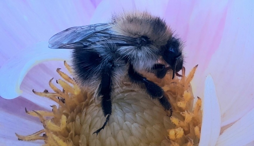 Pszczoła – mały owad dźwigający na swych barkach cały świat