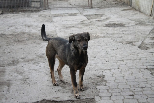 Wiek: ok. 3 lata
Wielkość: raczej duża (ok. 25 kg) 
Płeć: samica
Jeni to sunia, która jeszcze potrzebuje czasu, by zaufać człowiekowi, jednak już na widok wyciągniętej ręki macha ogonkiem. Jest spokojna i opanowana, nadaje się do rodziny z dziećmi. Nie potrafi jeszcze chodzić na smyczy. W stosunku do psów jest opanowana i zgodna. Preferowany jest nawet dom z innym psem, który zachęci Jeni do pokonania lęków. Jest wysterylizowana.