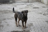 Schronisko w Krzesimowie. W czwartek wywózka psów. Jeszcze możesz zapewnić im dom 