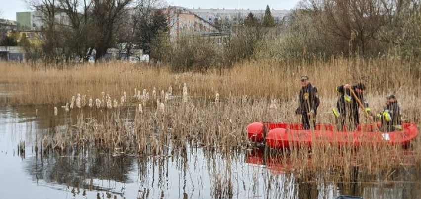 Strażnicy miejscy z Kołobrzegu i strażacy z Trytona uratowali życie łabędziowi