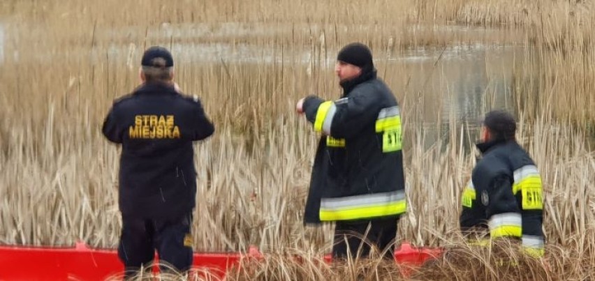 Strażnicy miejscy z Kołobrzegu i strażacy z Trytona uratowali życie łabędziowi
