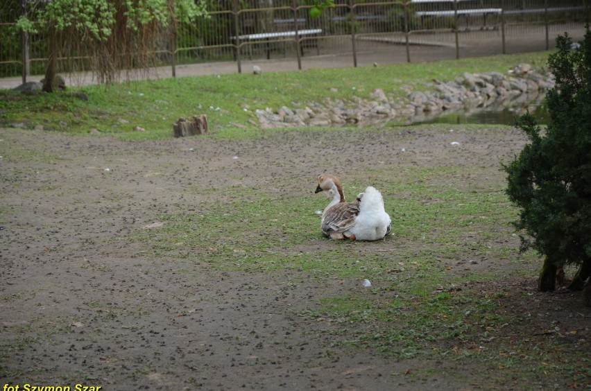 ZOO Myślęcinek