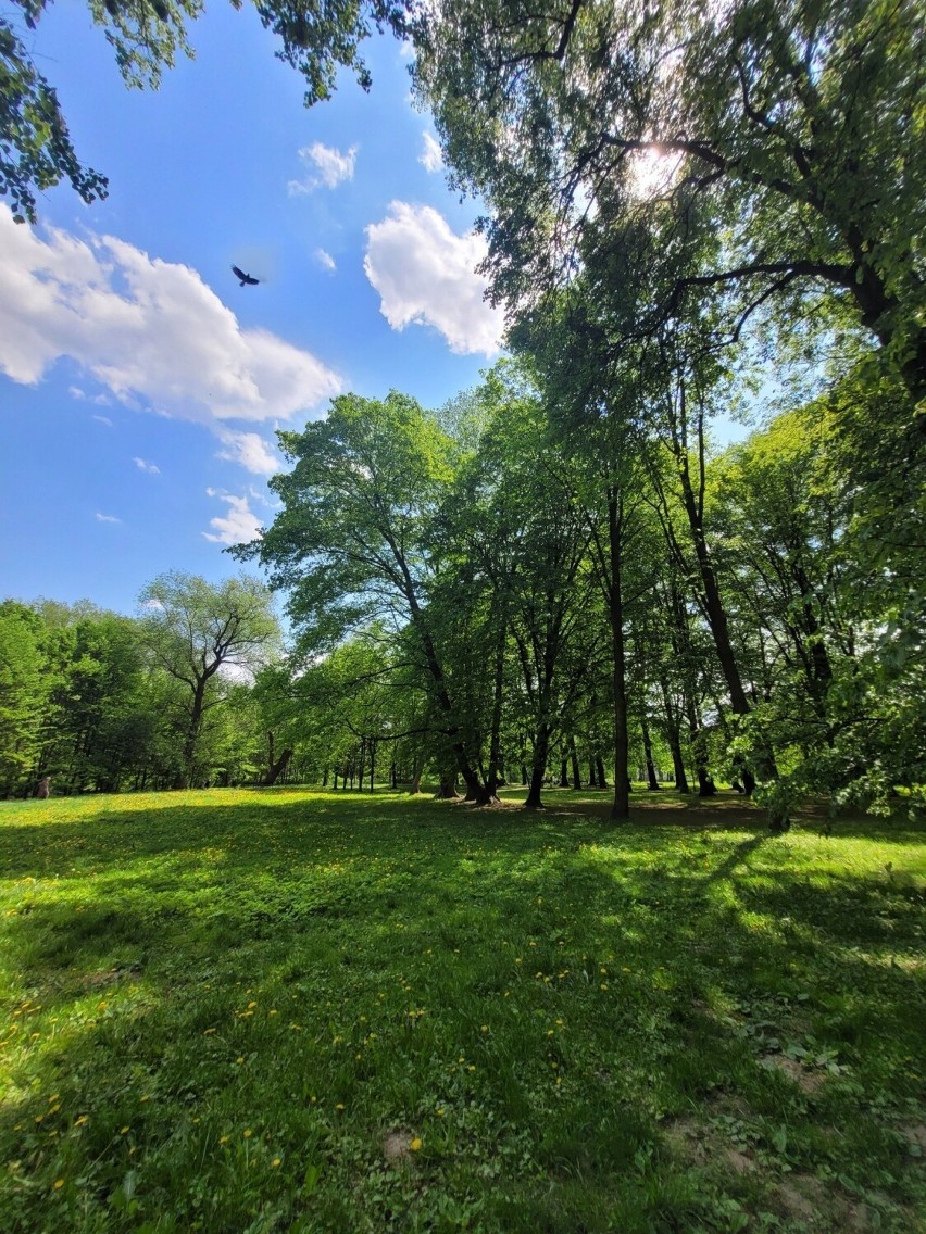 Na terenach, które są pod opieką Zarządu Zieleni Miejskiej w...