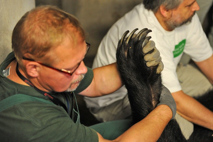 Zoo w Poznaniu: Niedźwiedzie brunatne u dentysty