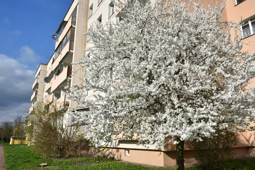Tak wygląda wiosna na chełmskich osiedlach. Zachwyca biel kwitnących dzikich śliw i złoto forsycji. Zobacz zdjęcia ze spaceru