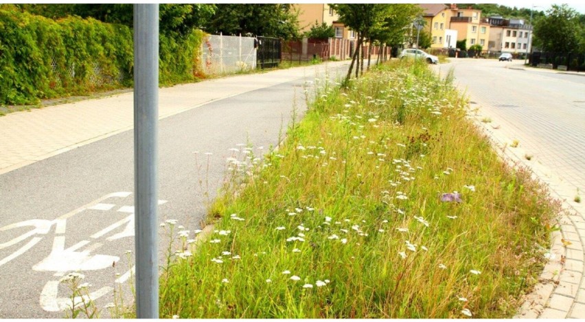W Wejherowie koszenie trawników na wybranych terenach będzie ograniczone
