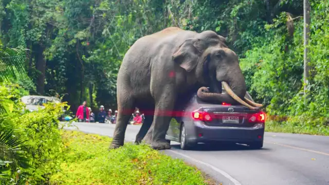 Tylko dla osób o mocnych nerwach! Wstrząsający atak słonia na samochód z turystami został uwieczniony na filmie.