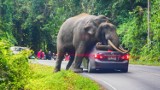 Safari zmieniło się w koszmar! Słoń zaatakował turystów, błagali go o litość. Jest nagranie