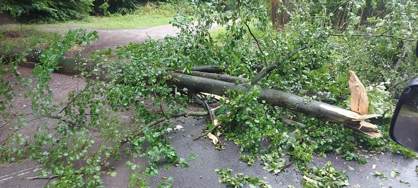 Przewrócone drzewo Mikołajki Pomorskie