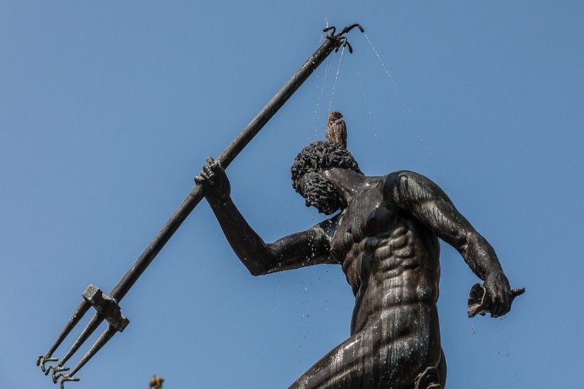 Gdańsk. Upały dają się we znaki także ptakom. Pewien skrzydlaty jegomość zażywał kąpieli w fontannie Neptuna. Znacie ten gatunek?