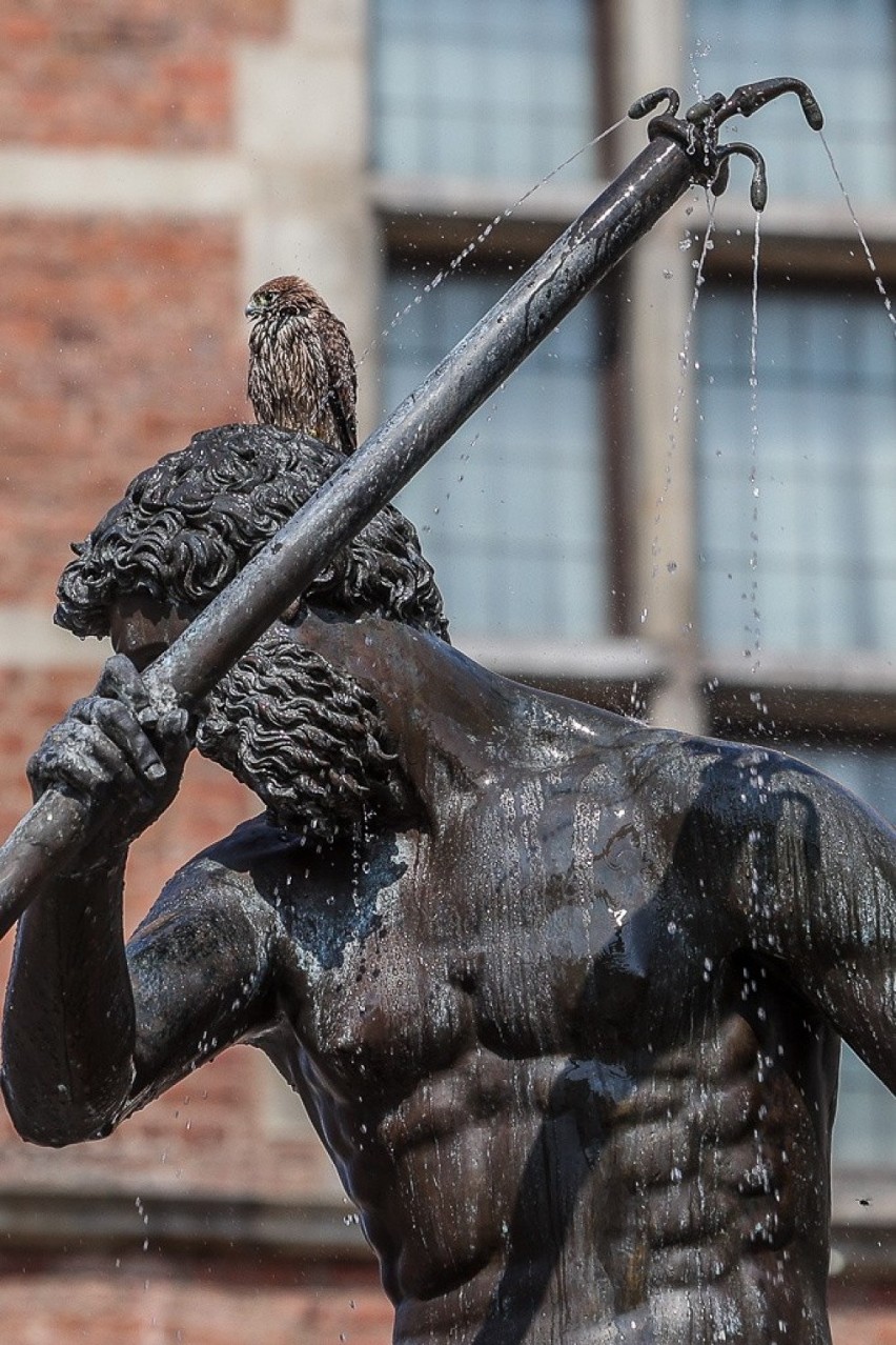 Gdańsk. Upały dają się we znaki także ptakom. Pewien skrzydlaty jegomość zażywał kąpieli w fontannie Neptuna. Znacie ten gatunek?