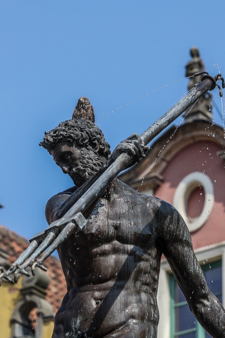 Gdańsk. Upały dają się we znaki także ptakom. Pewien skrzydlaty jegomość zażywał kąpieli w fontannie Neptuna. Znacie ten gatunek?