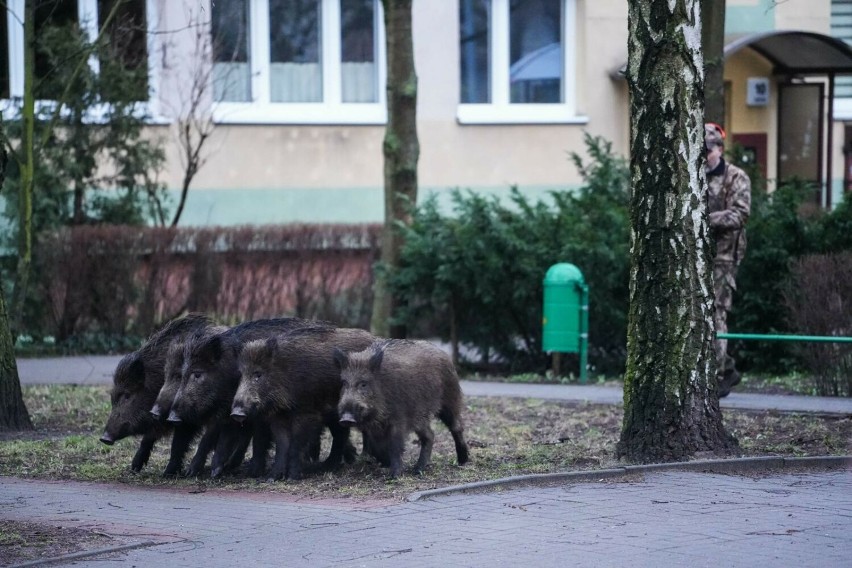 Problem dzików wychodzących z lasów do miast Trójmiasta jest...