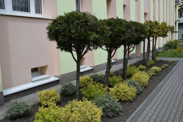 Mieszkańcy wielorodzinnych osiedli w Skierniewicach wykorzystują każdy skrawek ziemi, aby go zagospodarować pięknymi roślinami. Dzięki temu bloki toną w zieleni i kolorowych kwiatach.