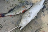Śnięte ryby w Jeziorze Średzkim! Czy mamy do czynienia z drugą Odrą? "To jest bardzo dziwne" [zdjęcia]