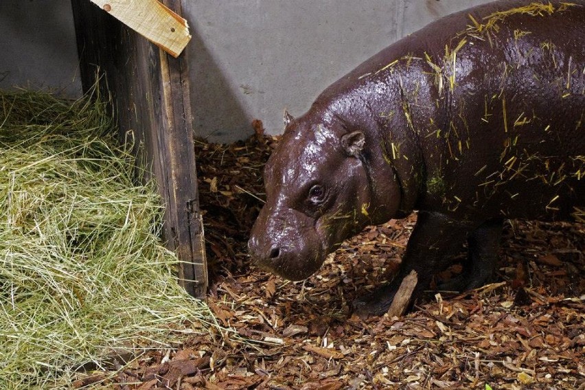 Zamość: Hipopotam już w zoo. Fupi świetnie zniosła podróż