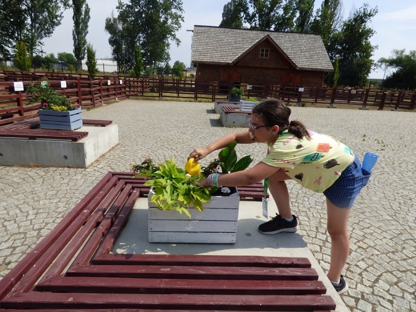Letni szlak badacza - lubińscy ogrodnicy