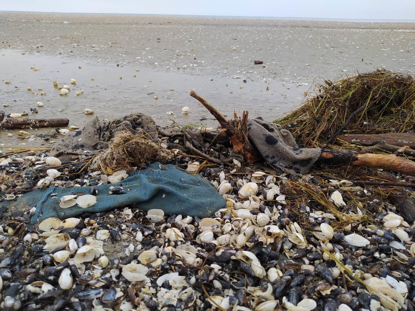 Świnoujście - śmieci na plaży po sztormie. Zobacz, co wyrzuciło morze