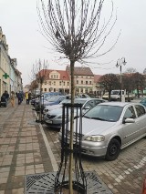 Pleszew zazieleni się na wiosnę. Trwa wielka akcja nowych nasadzeń drzew