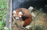 Panda Mała z naszego zoo ma już imię [ZDJĘCIA]