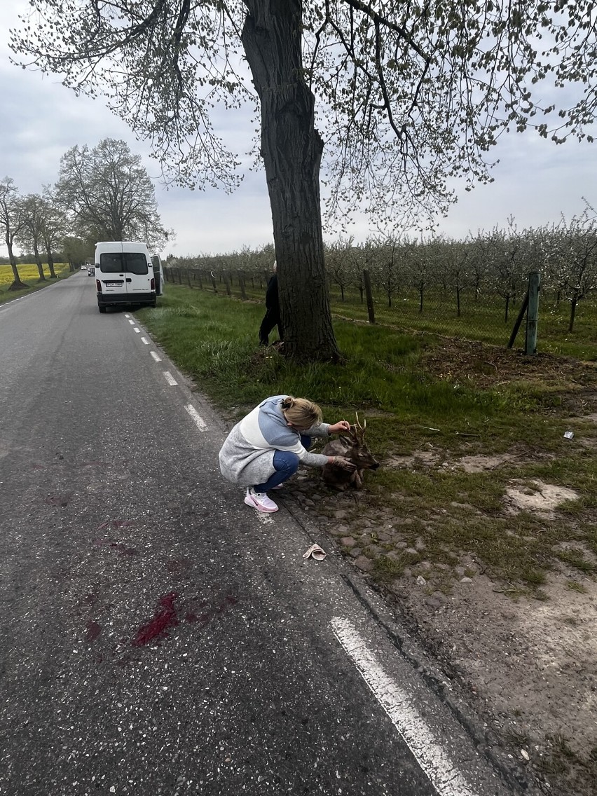 Koziołek zginął na drodze do Białośliwia. Próbowali mu pomóc przypadkowi kierowcy 