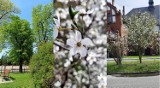 Wiosna w Rawiczu i okolicach oczami naszych Czytelników. Zobacz, jakie wiosenne kadry udało im się uchwycić [ZDJĘCIA]