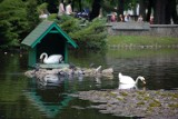 Łabędź pływa sam po stawie. Tarnowcy urzędnicy chcą znaleźć mu partnerkę