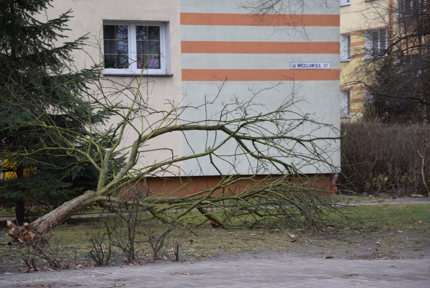 Skutki wichury w Nowej Soli. Wiatr zrywał gałęzie, zrywał...