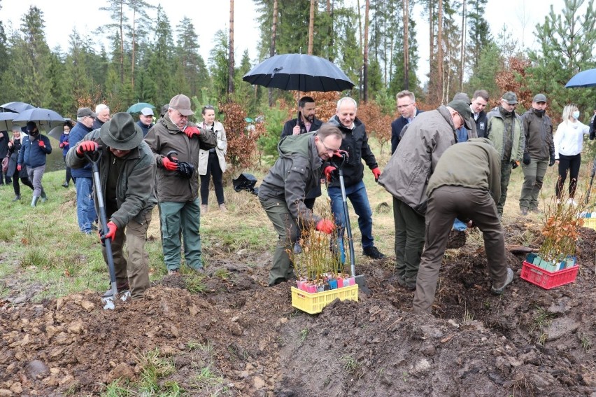 Podhale. Wystartowała ogólnopolska kampania „Łączą nas drzewa”. Polega na sadzeniu drzewek 