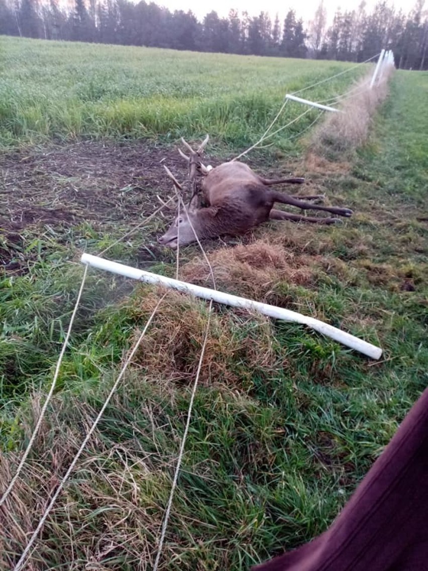 Strażacy z Gościna uratowali jelenia, zaplątanego w linki