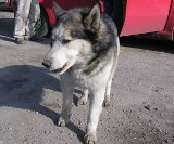 Legnica: Poszukiwany właściciel psa rasy Husky