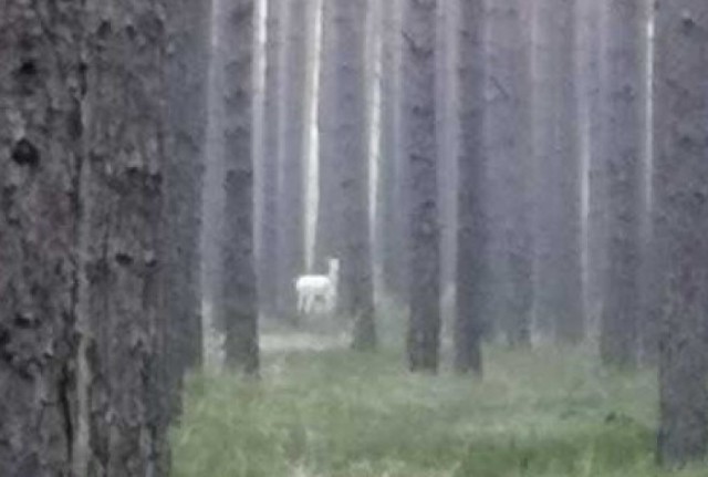 Biały jeleń w lesie w okolicy Kup.