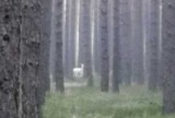 Opolskie. Biały jeleń widzialny w lesie niedaleko miejscowości Kup. Niezwykle rzadki okaz