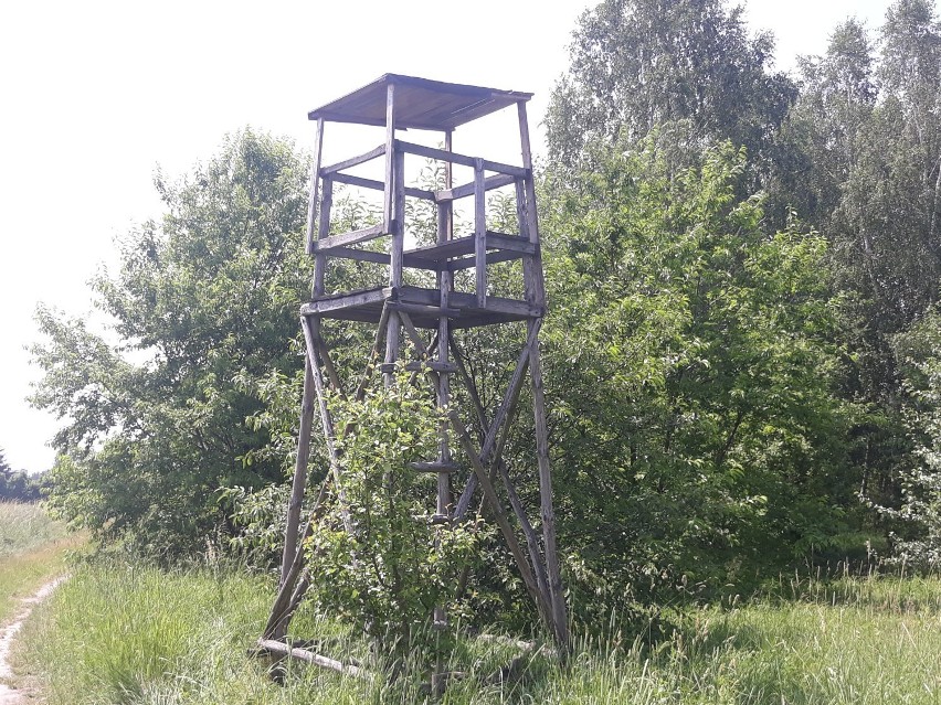 Myśliwy zastrzelił człowieka. Myślał, że to dzik. Sąd Rejonowy w Radomsku wydał wyrok