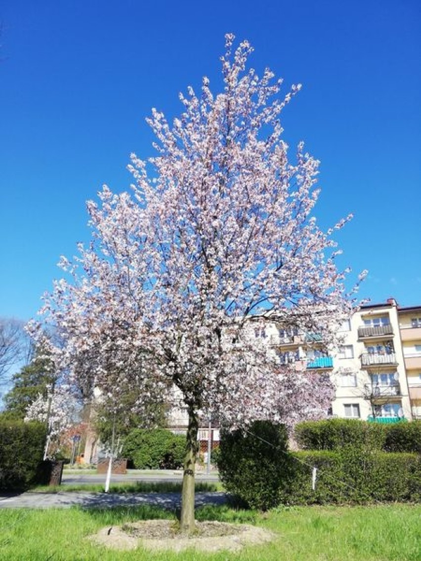 Przesadzona śliwa wiśniowa

Zobacz kolejne zdjęcia....