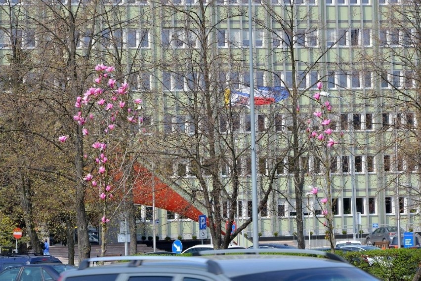 Magnolie w centrum Kielc. Przy ruchliwej ulicy zakwitły piękne drzewa [WIDEO, zdjęcia]