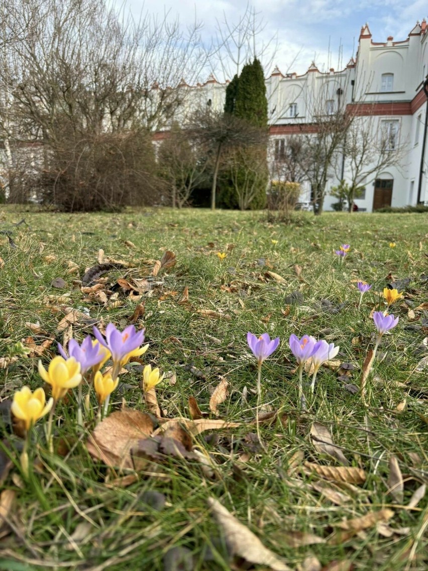 Pierwsze oznaki wiosny są już widoczne w ogrodzie przed...