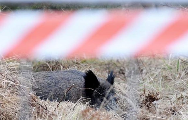 Kłusownik zabił karmiąca lochę. Policja szuka sprawcy.
Fot. archiwum.