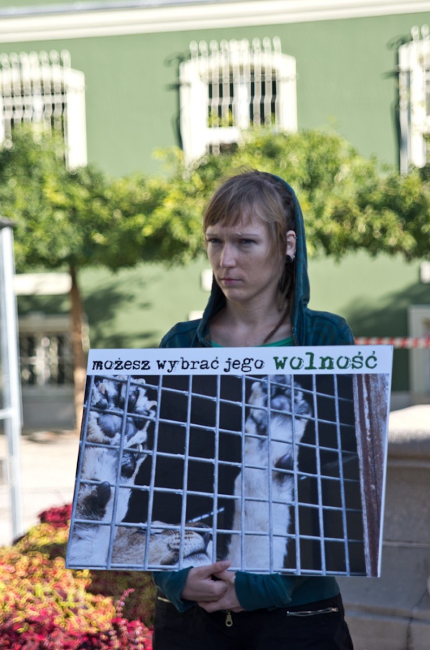 Protest przeciwko wykorzystywaniu zwierząt w cyrkach i bagatelizowaniu tego problemu przez Władze Miasta.