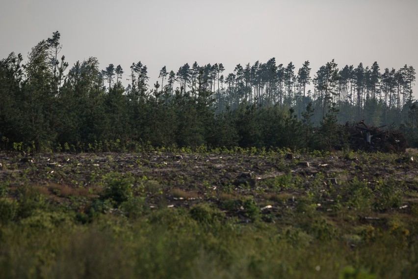 Rok po nawałnicy - sierpień 2018