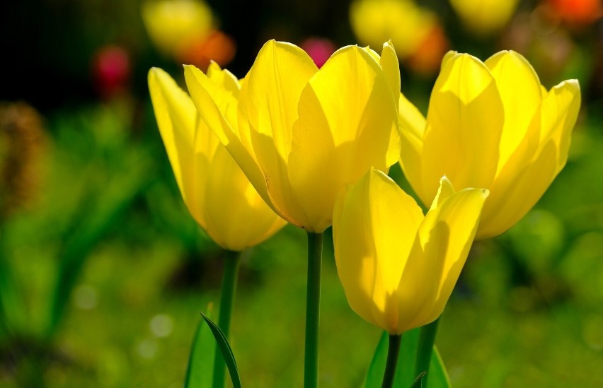 Tulipany to wyjątkowo popularne wiosenne kwiaty. Mają bardzo...
