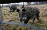 Elektryczny pastuch nie wystarczył. Niemcy chcą stałego ogrodzenia na granicy z Polską, żeby chronić się przed dzikami z ASF