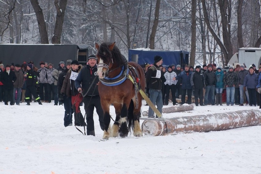 Węgierska Górka: Międzynarodowe Zawody Furmanów 2013 [ZOBACZ ZDJĘCIA]