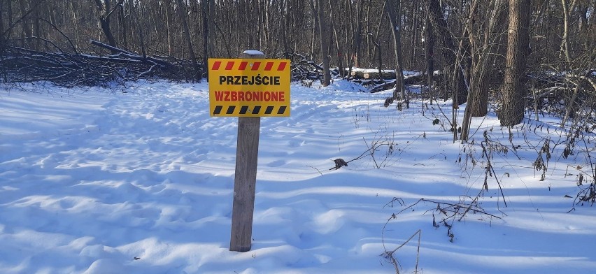 Budowa obwodnicy Tarnobrzega rusza od wycinki drzew w Zwierzyńcu (ZDJĘCIA)