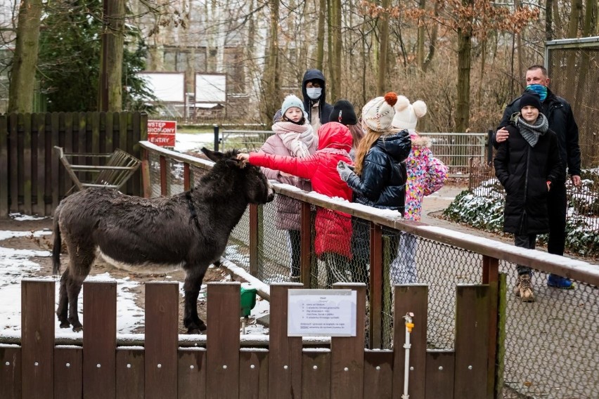 Ferie w myślęcińskim zoo potrwają do 17 stycznia. Uczestnicy...