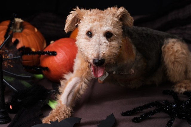 Halloween w schronisku? Dlaczego nie! Zwierzęta wystąpiły w halloweenowej sesji zdjęciowej i polecają się do domów z dobrym sercem. Zobacz, które z utęsknieniem czekają na adopcję. Szczegółowe informacje o poszczególnych pieskach znajdziecie w opisach pod zdjęciami.