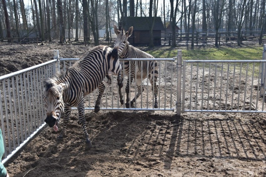 Nowotomyskie ZOO pod ostrzałem.. Jest odpowiedź...