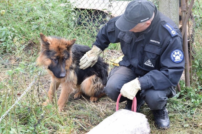 OTOZ Animals otrzymało zgłoszenie, że psy na jednej z...